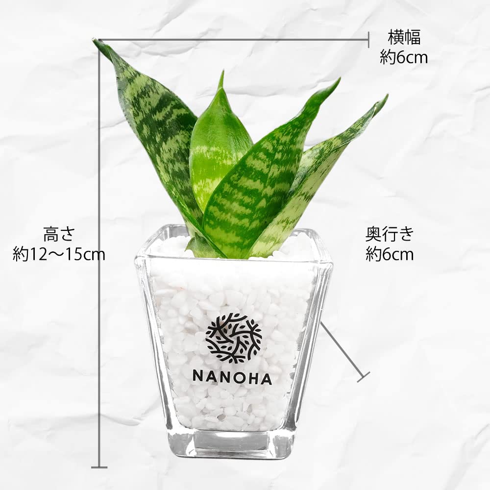 Amazon｜サンスベリア サンセベリア 白玉砂利 土を使わない観葉植物